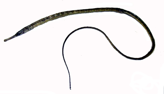 Entelurus aequoreus_02.jpg